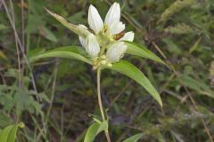 White Gentian, Gentiana Alba