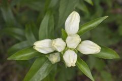 White Gentian, Gentiana Alba White Gentian, Gentiana Alba