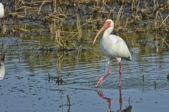 White Ibis