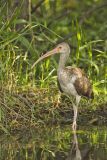White Ibis, Eudocimus albus