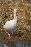 White Ibis, Eudocimus albus