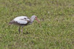White Ibis, Eudocimus albus