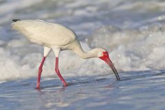 White Ibis, Eudocimus albus