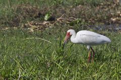 White Ibis, Eudocimus albus