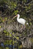 White Ibis, Eudocimus albus