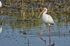 White Ibis, Eudocimus albus