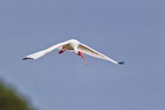White Ibis, Eudocimus albus