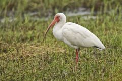 White Ibis, Eudocimus albus