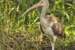 White Ibis, Eudocimus albus