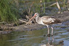 White Ibis, Eudocimus albus