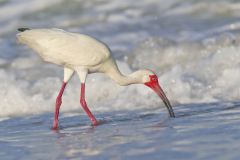 White Ibis, Eudocimus albus