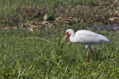 White Ibis, Eudocimus albus