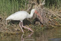 White Ibis, Eudocimus albus