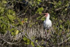 White Ibis, Eudocimus albus