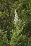 White Meadowsweet, Spiraea alba