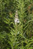 White Meadowsweet, Spiraea alba