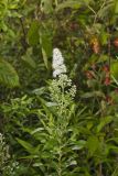 White Meadowsweet, Spiraea alba