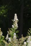 White Meadowsweet, Spiraea alba