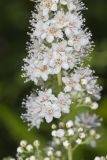 White Meadowsweet, Spiraea alba