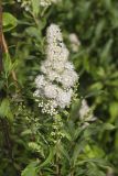 White Meadowsweet, Spiraea alba