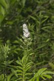 White Meadowsweet, Spiraea alba