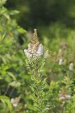 White Meadowsweet, Spiraea alba