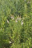 White Meadowsweet, Spiraea alba