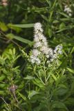White Meadowsweet, Spiraea alba