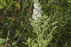 White Meadowsweet, Spiraea alba White Meadowsweet, Spiraea alba