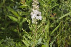 White Meadowsweet, Spiraea alba White Meadowsweet, Spiraea alba