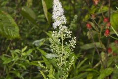 White Meadowsweet, Spiraea alba