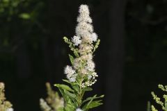 White Meadowsweet, Spiraea alba