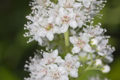 White Meadowsweet, Spiraea alba White Meadowsweet, Spiraea alba