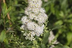 White Meadowsweet, Spiraea alba White Meadowsweet, Spiraea alba