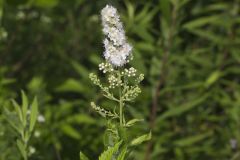 White Meadowsweet, Spiraea alba White Meadowsweet, Spiraea alba