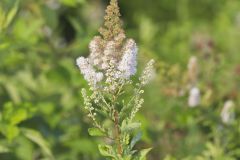 White Meadowsweet, Spiraea alba White Meadowsweet, Spiraea alba