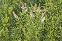 White Meadowsweet, Spiraea alba White Meadowsweet, Spiraea alba