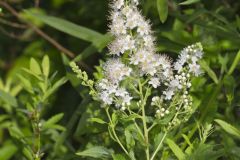 White Meadowsweet, Spiraea alba White Meadowsweet, Spiraea alba