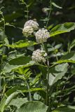 White Milkweed, Asclepias variegata