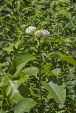 White Milkweed, Asclepias variegata