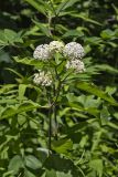 White Milkweed, Asclepias variegata
