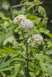 White Milkweed, Asclepias variegata