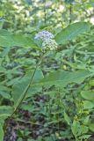 White Milkweed, Asclepias variegata