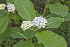 White Milkweed, Asclepias variegata