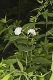 White Milkweed, Asclepias variegata