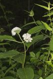 White Milkweed, Asclepias variegata