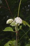 White Milkweed, Asclepias variegata