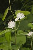 White Milkweed, Asclepias variegata