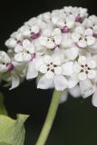 White Milkweed, Asclepias variegata