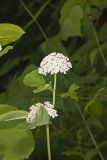 White Milkweed, Asclepias variegata